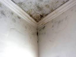 Best Black Mold Removal in Bridgewater, VA